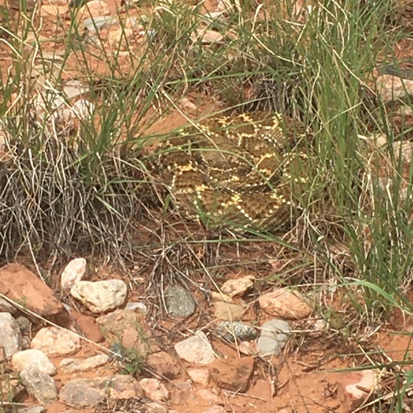 Faux not Fur - Picture 10 of 13